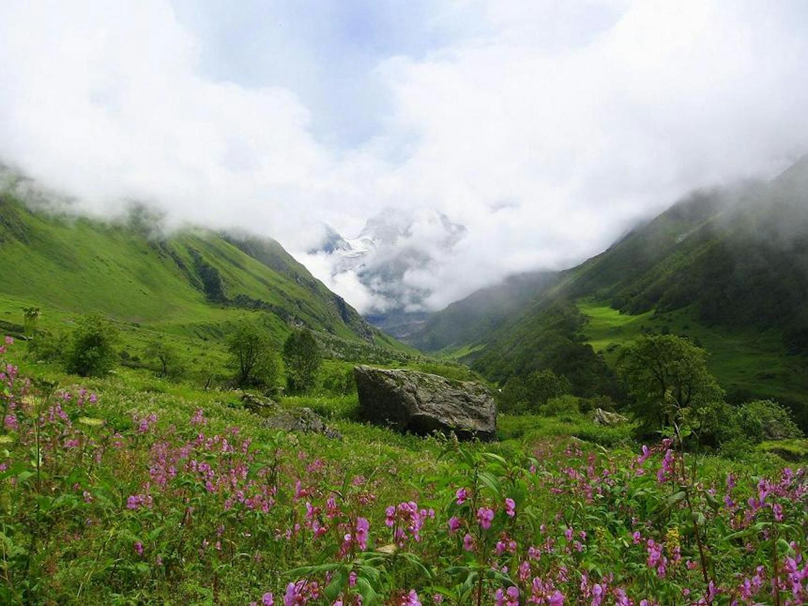 Western Himalayan Alpine Shrub and Meadows One Earth